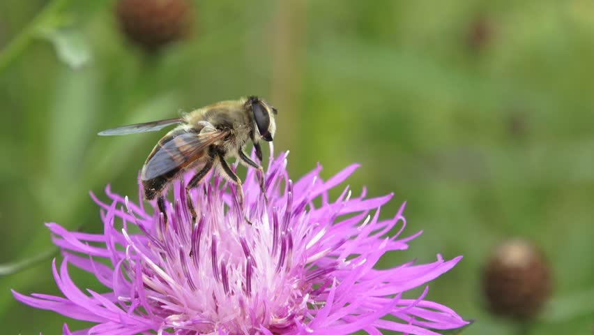 Header of Syrphidae