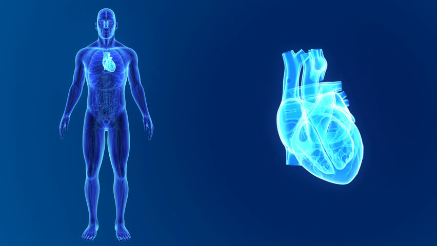 Human Body With Cardiovascular System In Loop Rotation Stock Footage
