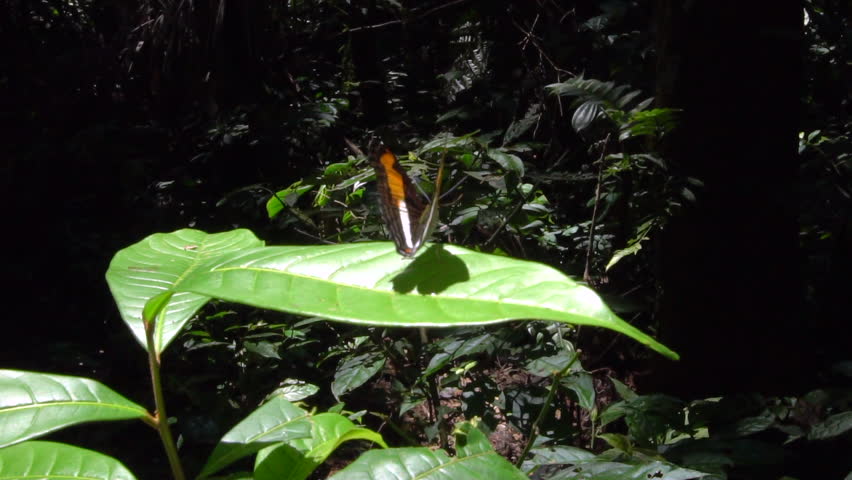 Header of Adelpha