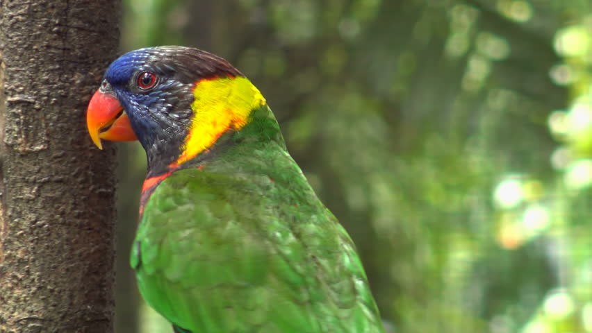 Header of lorikeet