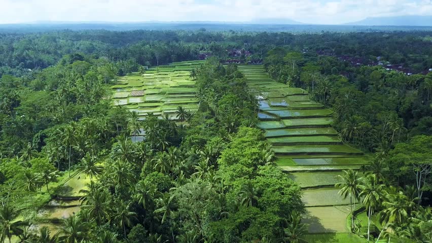 Stock video of tegalalang rice terrace , ubud bali ...