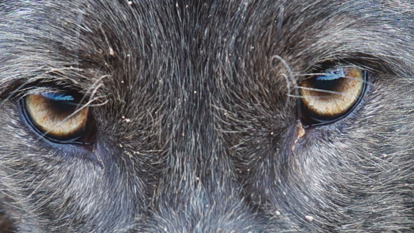 Header of Georgia