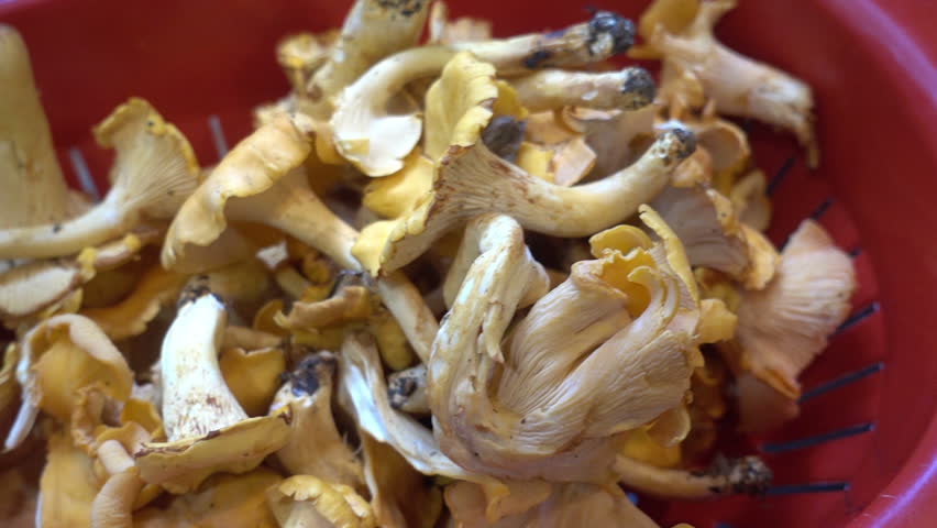 Header of chanterelle