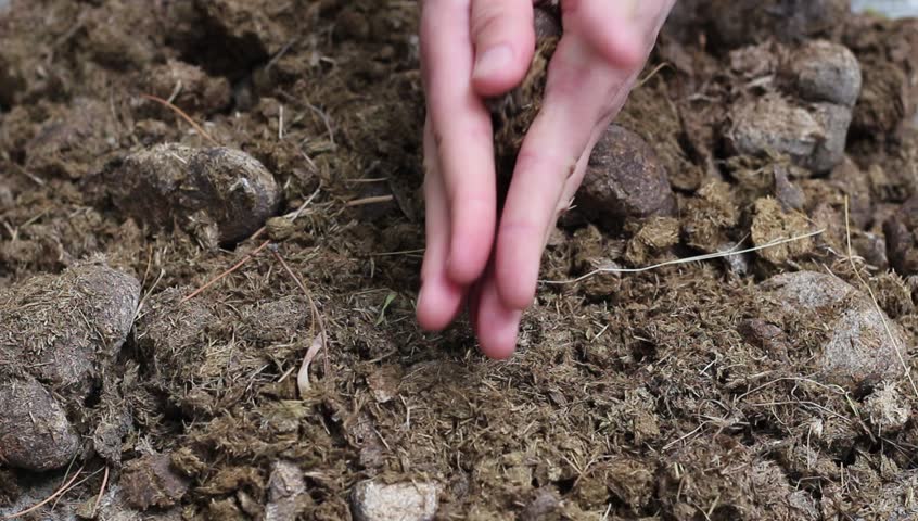 Composting Cow Manure Manure As Stock Footage Video 100