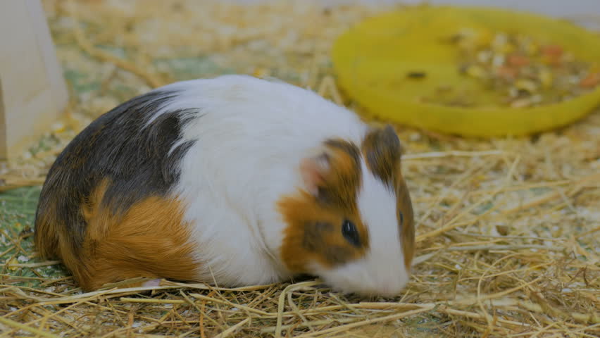 A Group Of Guinea Pigs Feeding Cavia Porcellus Image Free Stock