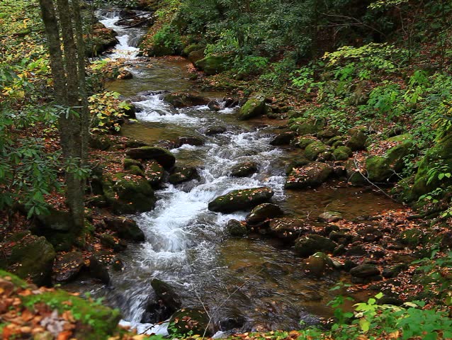 1920x1080 Definition High Video Of Tropical Jungle Forest And ...