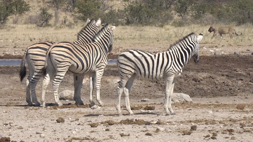 Zebras Watching the Lion in Stock Footage Video (100% Royalty-free ...