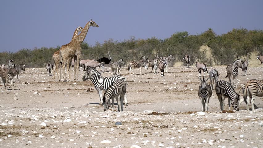 Zebras Giraffes, Oryx at the Stock Footage Video (100% Royalty-free ...