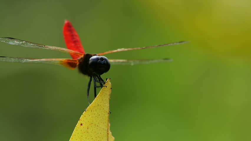 Header of skimmer