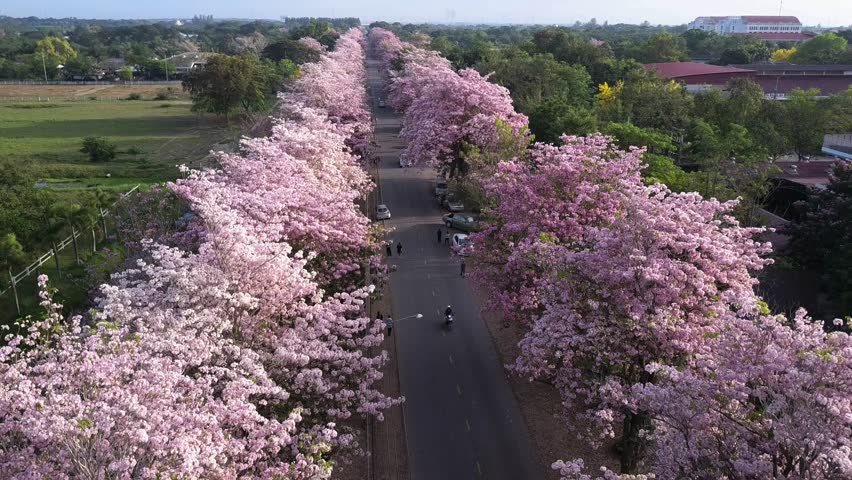 Download Pink Trumpet Tree Tabebuia Rosea Stock Footage Video (100% Royalty-free) 30858025 | Shutterstock