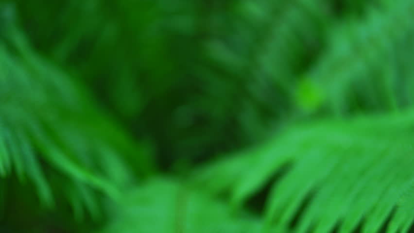 Header of cabezon