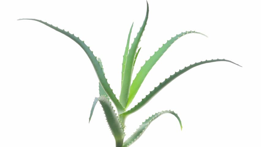 Header of Aloe vera
