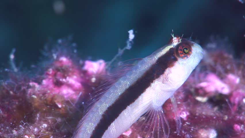 Header of blenny