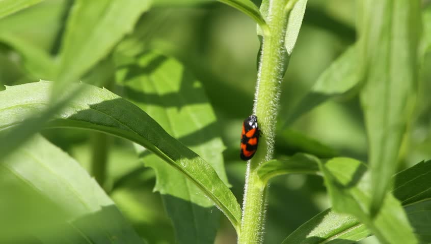 Header of treehopper