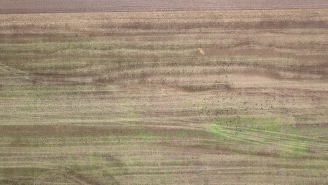 Crows Picking Over Prairie Burn On >> Crow On The Field Stock Video Footage 4k And Hd Video Clips Crows Picking Over Prairie Burn On >> Crow On The Field Stock Video Footage 4k And Hd Video Clips