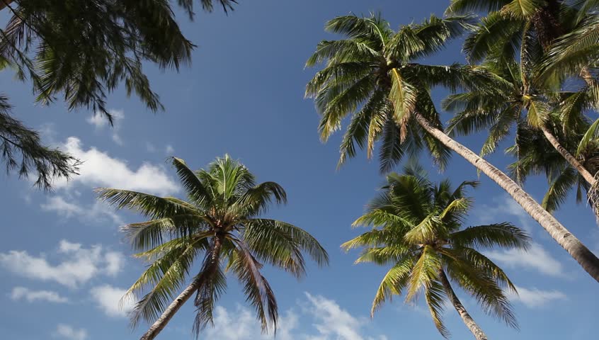 Coconut tree Stock Video Footage - 4K and HD Video Clips | Shutterstock