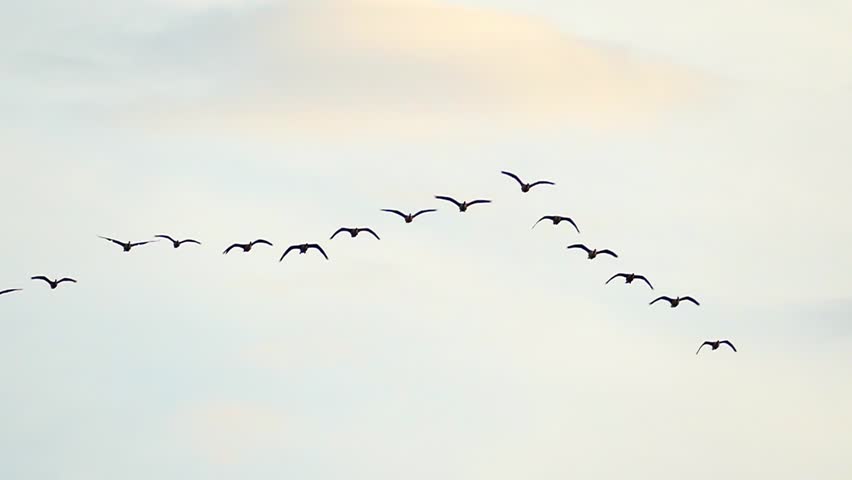 Header of graceful