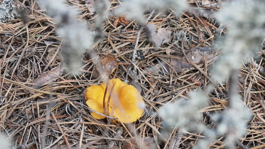 Header of mycology