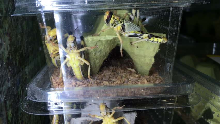 Live Crickets For Sale For Stock Footage Video 100 Royalty Free