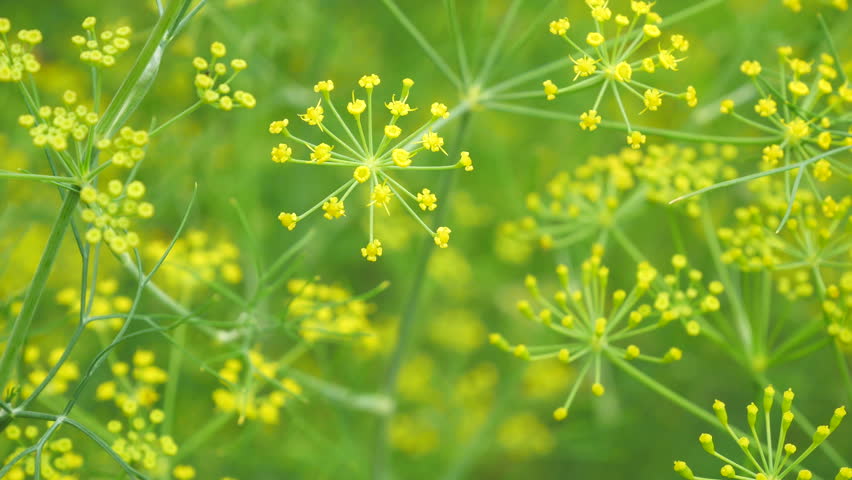 Header of dill