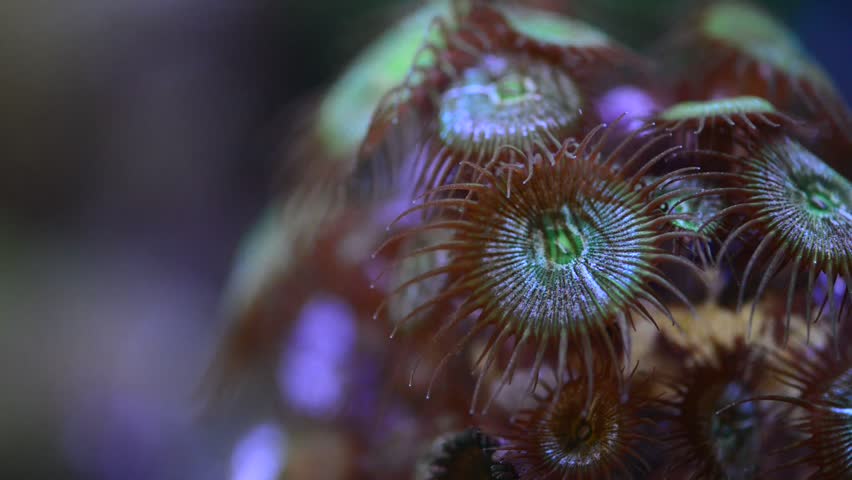 Header of zoa