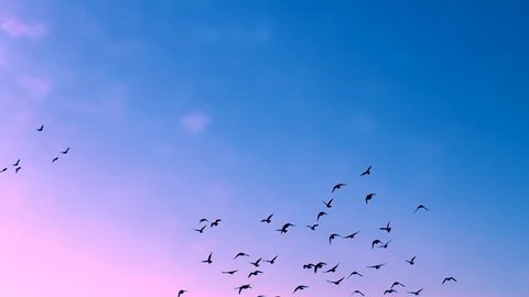 This Beautiful Natural Video Flying Flock Stock Footage Video (100 ...) - Hòa mình vào thiên nhiên và cảm nhận sự tự do của những chú chim với Bird stock footage. Khi nhìn những tấm ảnh này, bạn sẽ như được đưa đi vào một thế giới khác - nơi mà tất cả những gì diễn ra đều chỉ thuộc về riêng bạn.