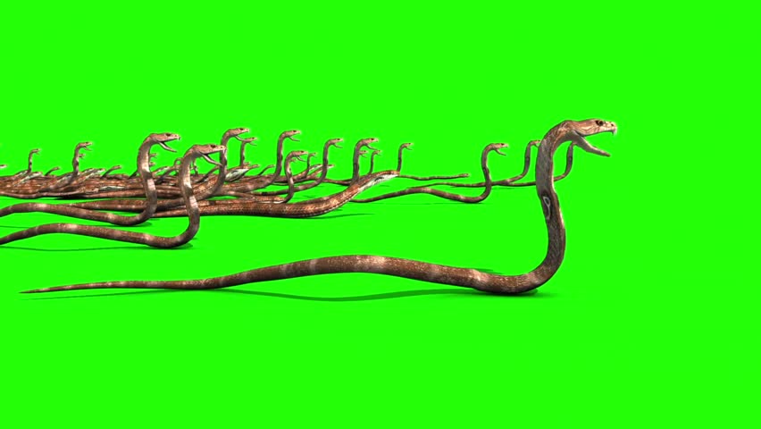 green screen snake strike green screen snake strike