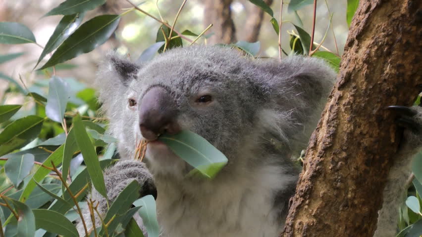 A Koala Chewing Eucalyptus Leaves Stock Footage Video 100