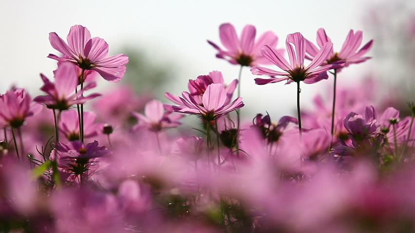 Falling Flowers Stock Footage Video | Shutterstock