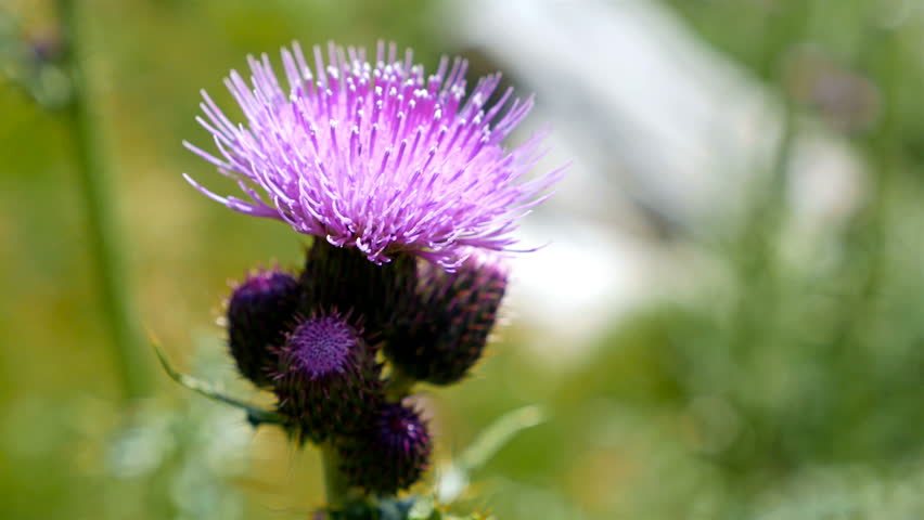 Thorny Purple Flower image - Free stock photo - Public Domain photo ...