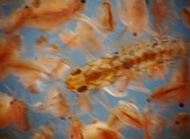 Header of Plecoptera