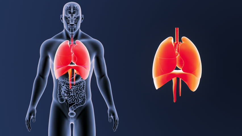Human Lungs With Heart And Diaphragm Stock Footage Video 32508928