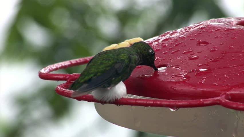Kiwi Bird Drinks Nectar From Special Red Feeder On Galapagos Islands