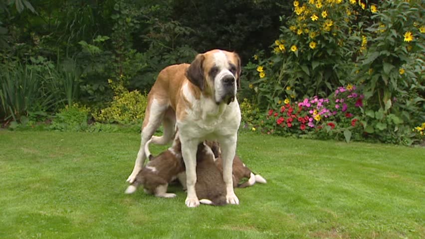 St. Bernard Family Pup (6 Weeks Old) Playing With Toy In Yard, Mam ...