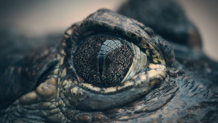 4k00 10the Crocodile Closes And Opens The Eyes Closeup