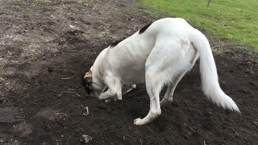 Header of cross-breed