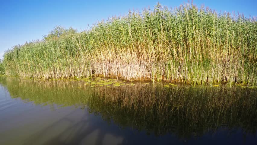 Header of swampy