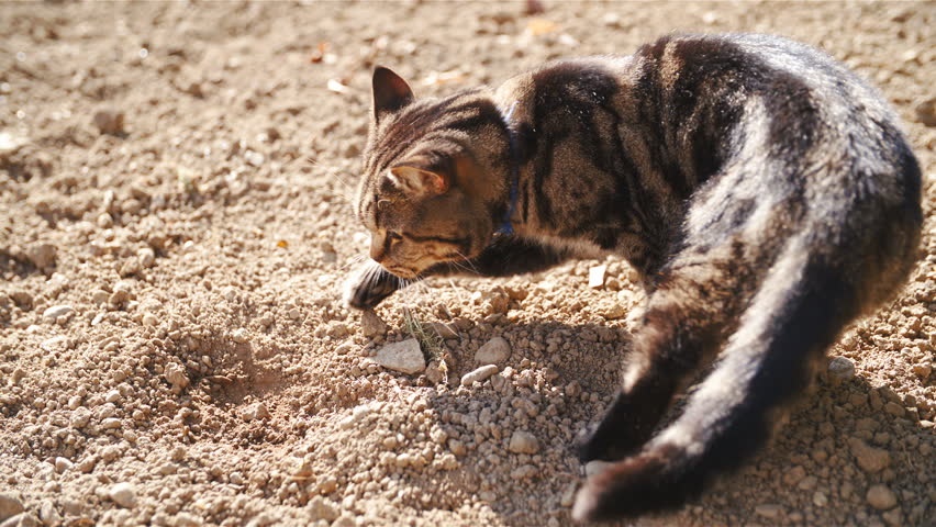 Cat Digging Holes In Garden | Fasci Garden