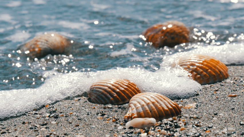 seashells by the seashore seashells by the seashore