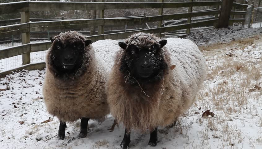 Southdown Shetland Sheep in Snow Stock Footage Video (100% Royalty-free ...