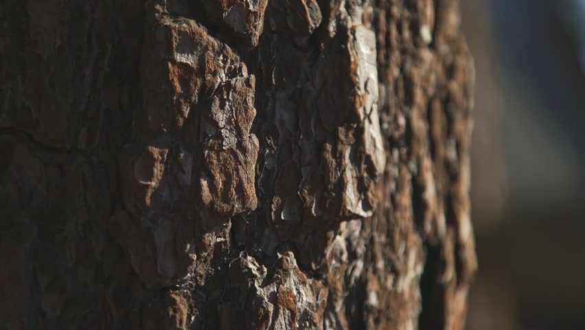 Texture Of Tree Bark Stock Footage Video 100 Royalty Free Texture Of Tree Bark Brown Large Trunk With Rough Maritime Pine A Solid