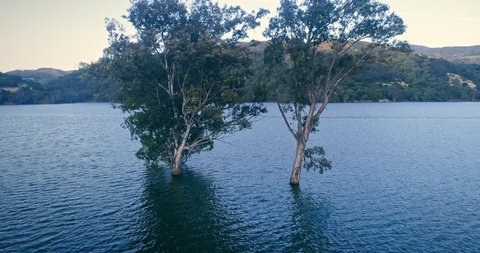 Aerial: trees growing out of the water in Lexington Reservoir, Los gatos, Silicon Valley, USA