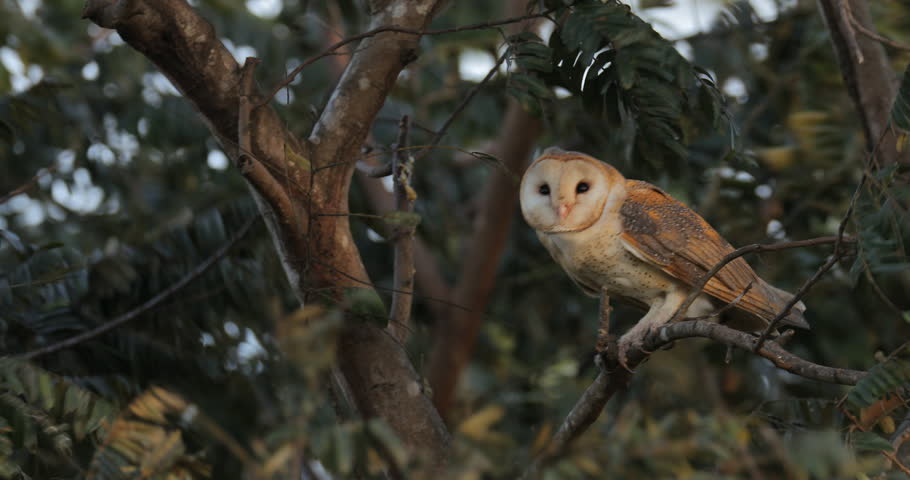Barn Owl In The Strong Stock Footage Video 100 Royalty Free
