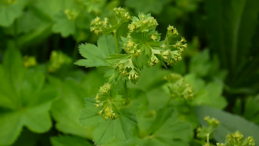 Header of Alchemilla vulgaris