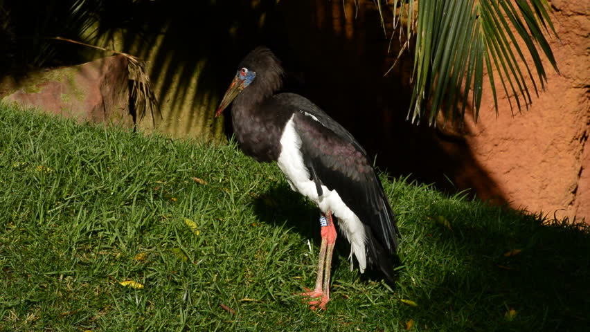 Header of Abdim's stork