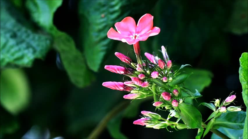 Header of phlox