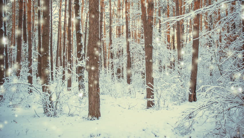 Wintery Background Stock Footage Video | Shutterstock