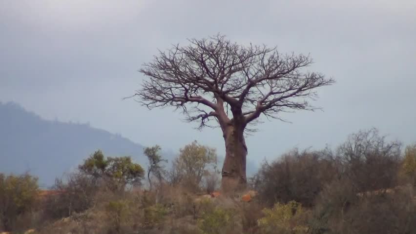 Stock video of baobab tree | 3433835 | Shutterstock