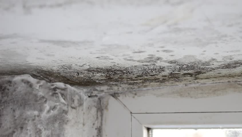 Mold Growing Above Ceiling Condensation Stock Footage Video