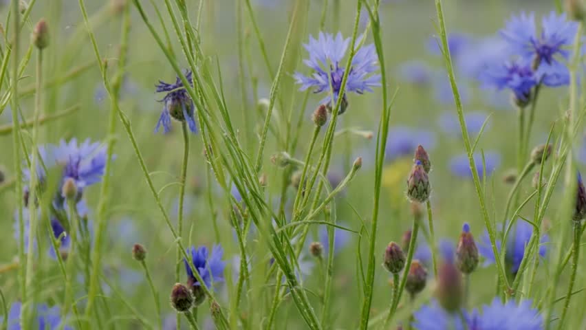 Header of centaurea